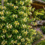 Zemolez ovíjavý (Lonicera periclymenum) - výška 70-90 cm, kont. C3L - VYVIAZANÁ